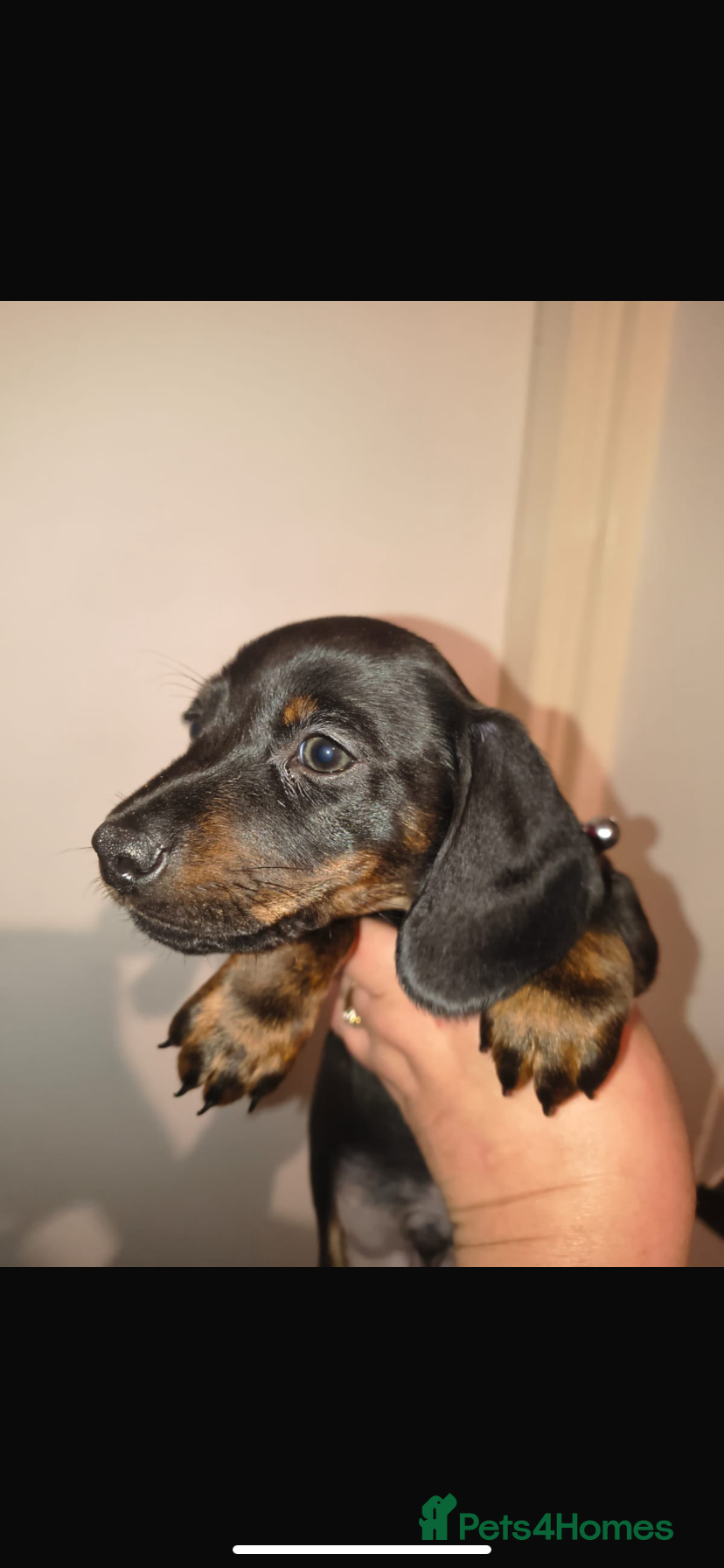 Dachshund dogs 6 miniature dauchund puppies for sale  - Advert 3