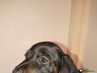 Dachshund dogs 6 miniature dauchund puppies for sale - Advert 6
