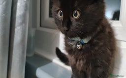 RagaMuffin cats for sale: Male kitten  - Image 1