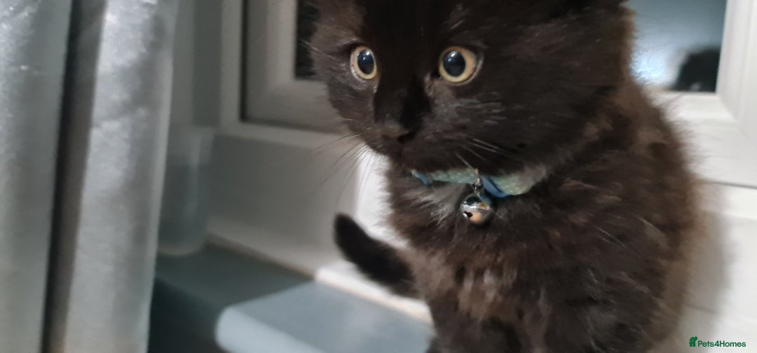 RagaMuffin cats for sale: Male kitten  - Image 1