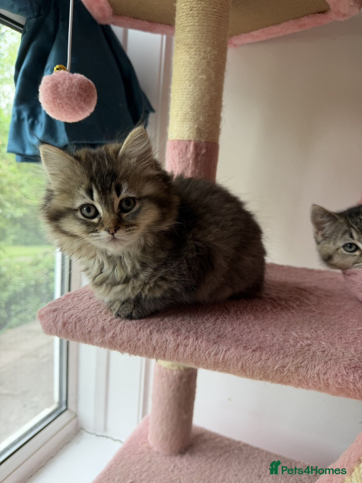 British Longhair cats for sale: adorable British longhair & shorthair Ready now - Advert 7