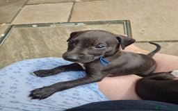 Whippet dogs for sale: Pure bred whippet puppies - Image 3