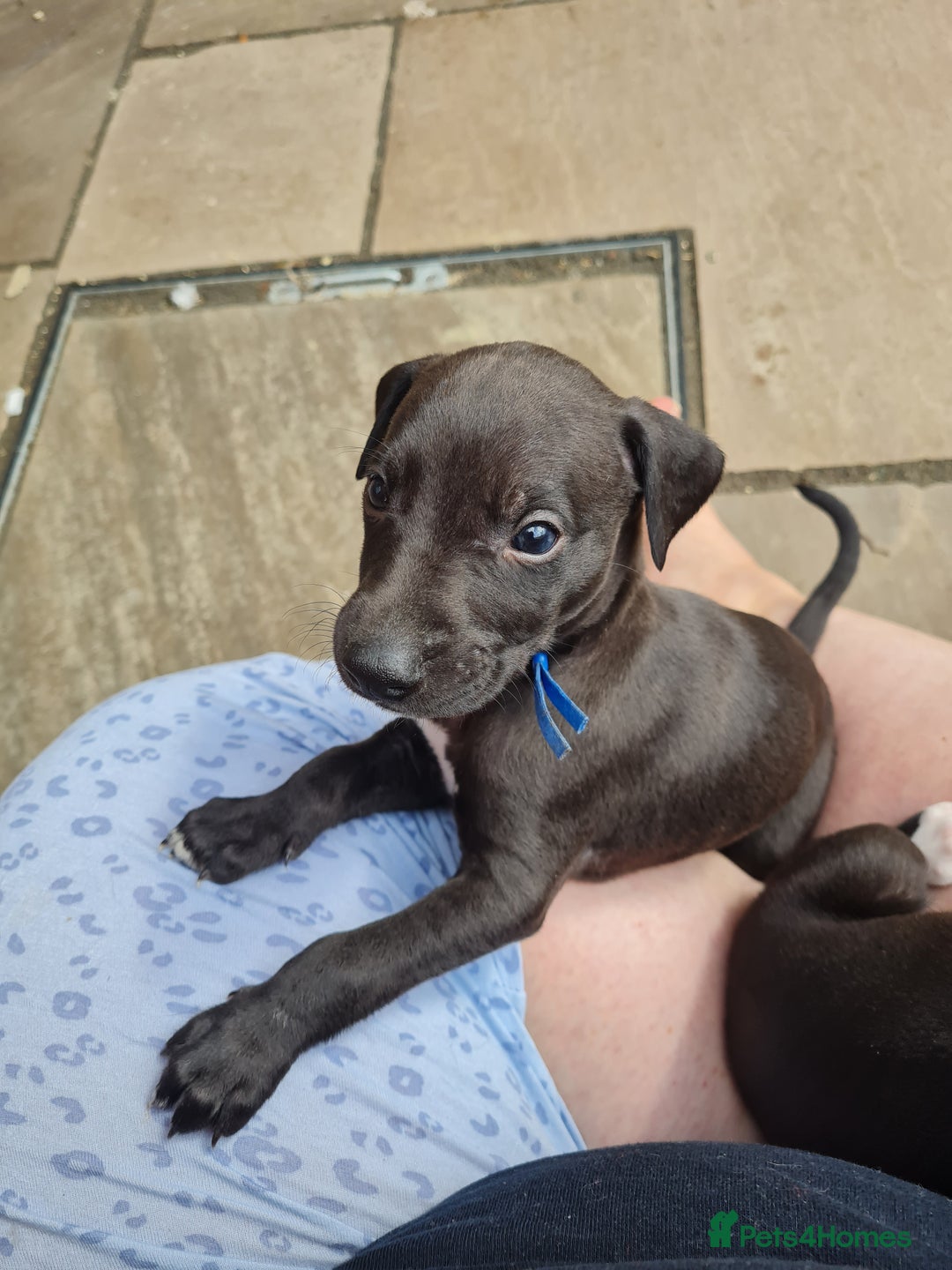Whippet dogs for sale: Pure bred whippet puppies - Image 3