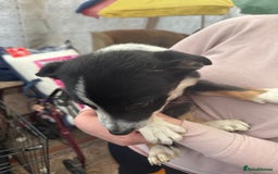 Bearded Collie dogs for sale: Border collies - Image 5