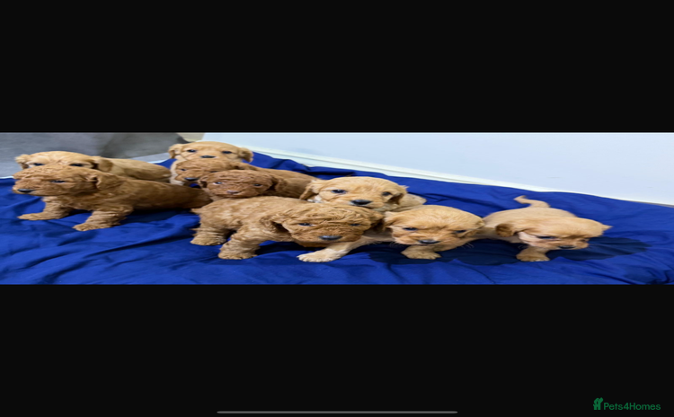 Cavapoo dogs beautiful cavapoo puppies ready to leave soon❤️ - Advert 8