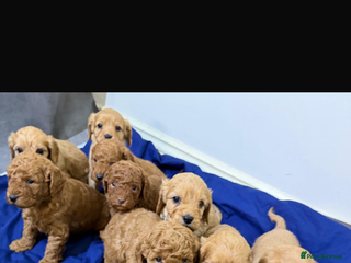 Cavapoo dogs beautiful cavapoo puppies ready to leave soon❤️ - Advert 1