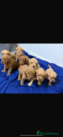 Cavapoo dogs beautiful cavapoo puppies ready to leave soon❤️ - Advert 8