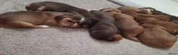 Cocker Spaniel dogs for sale: 🌟 OUTSTANDING KC SHOW COCKER SPANIELS 🌟 - Advert 23