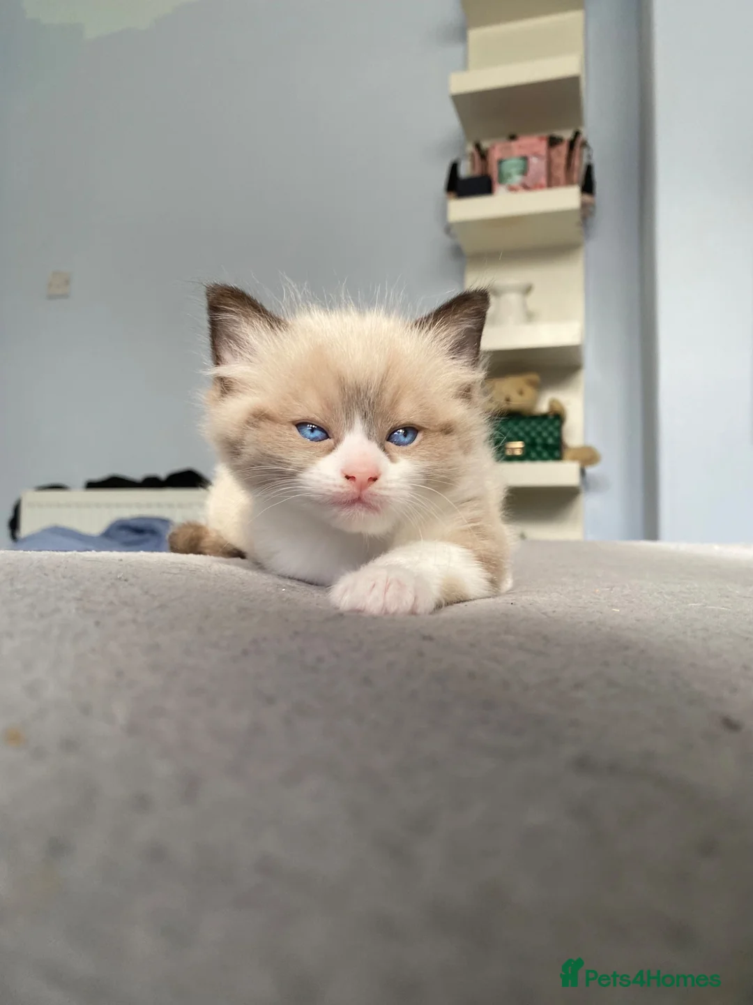 Ragdoll cats for sale: 1 beautiful male ragdoll kitten(ready now!) - Advert 1