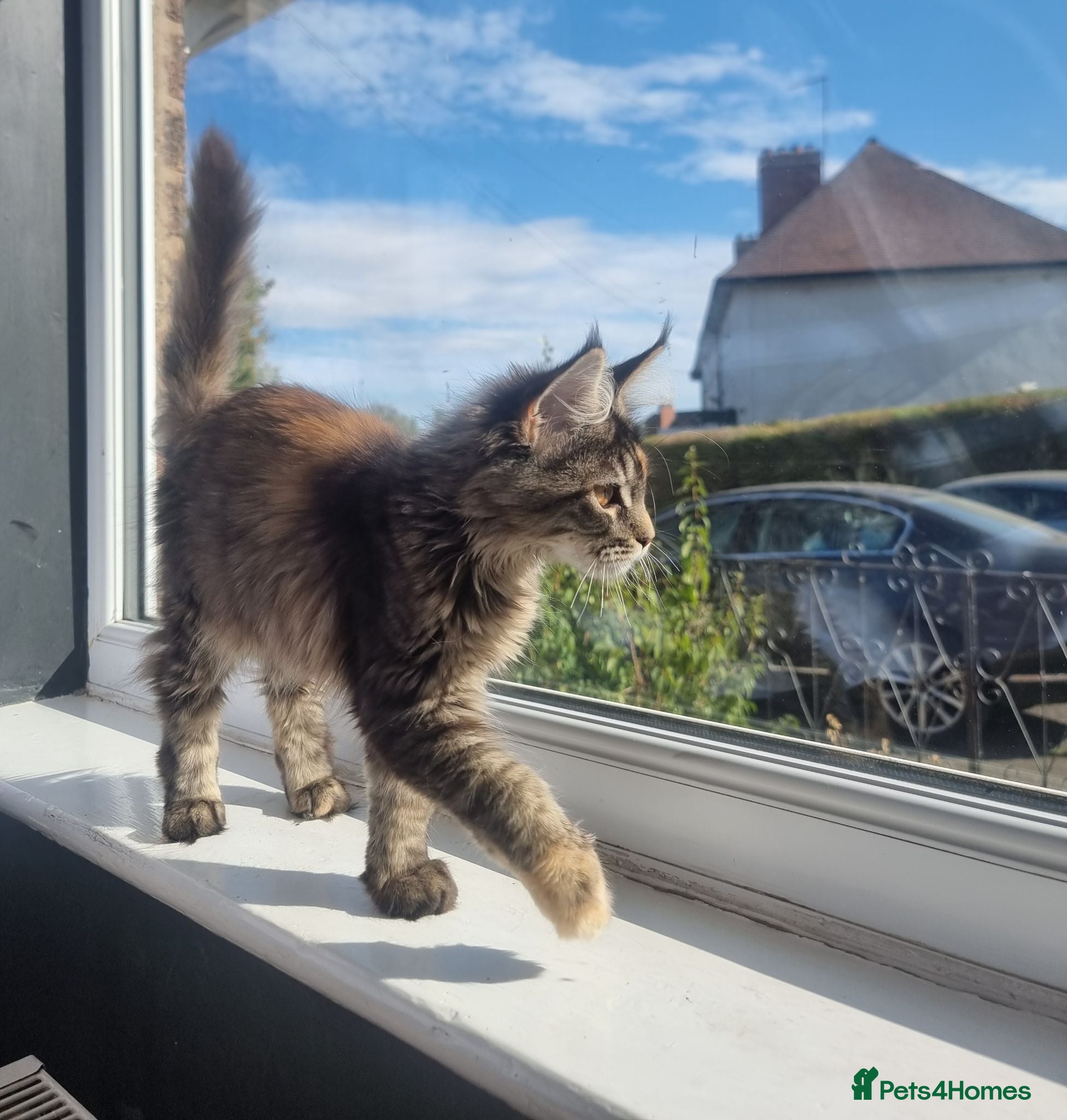 Maine Coon cats LAST TICA reg. female  - Advert 15