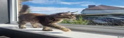Maine Coon cats for sale: LAST TICA reg. female  - Advert 3