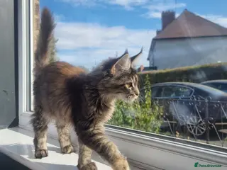 Maine Coon cats LAST TICA reg. female - Advert 3