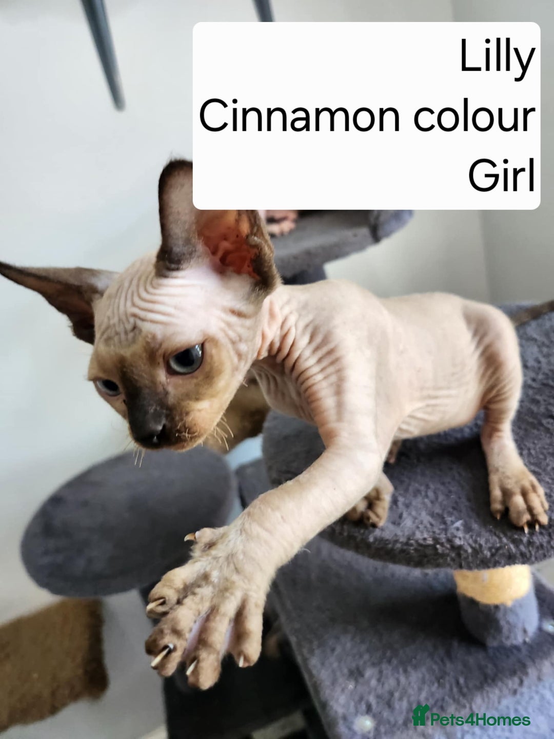 Sphynx cats for sale: REDUCED Ready now qualityTica Canadian kittens - Image 6