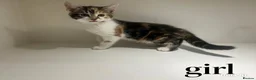 Mixed Breed cats for sale: Kittens in Brighton - Advert 5
