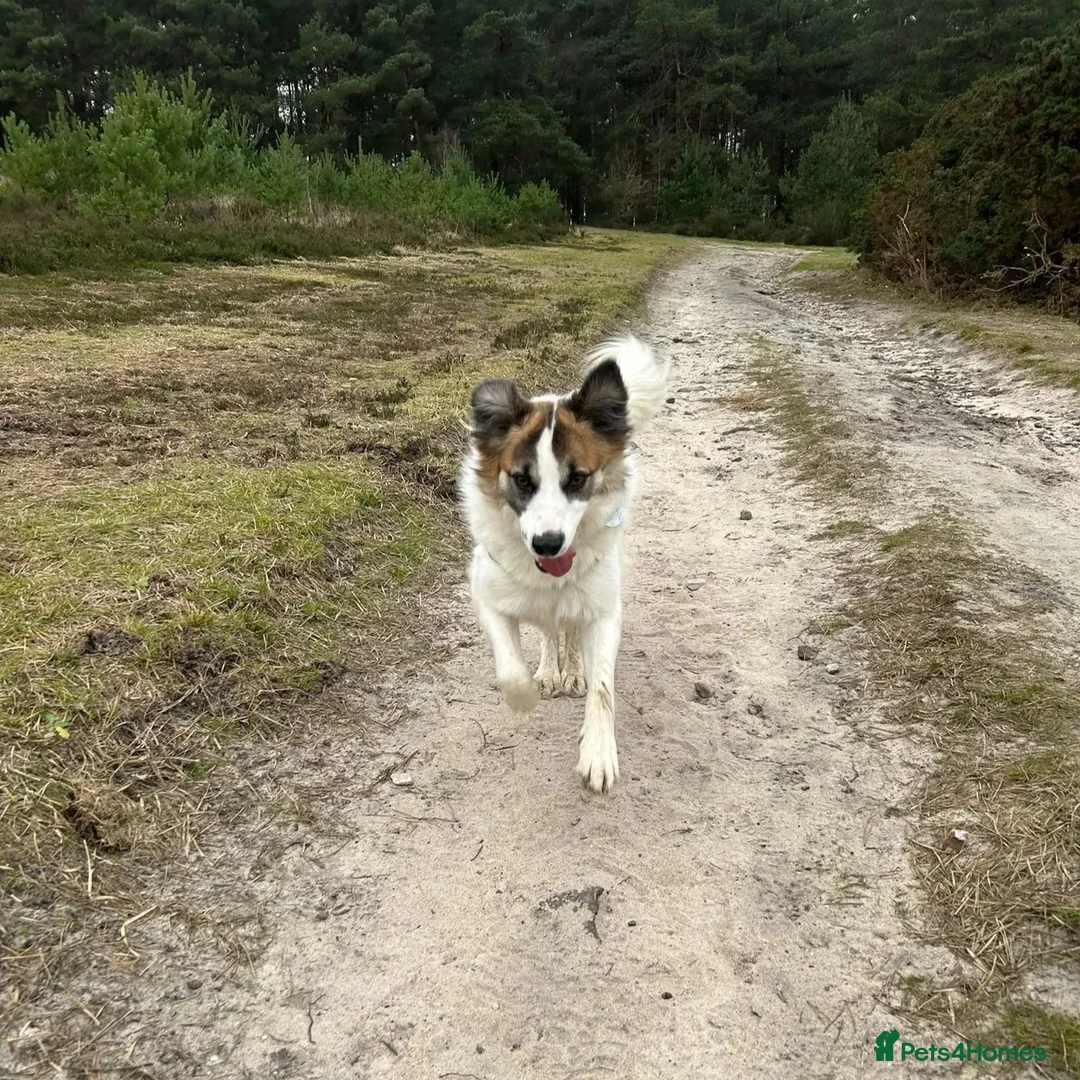 Mixed Breed dogs for adoption: Novie (Collie mix) - Advert 13