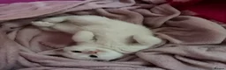 Domestic Shorthair cats for sale: Rehoming of a gorgeous kitten  - Advert 4