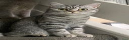 Mixed Breed cats for sale: British Shorthair x Kittens Ready To Leave 🩷🩷 - Advert 3