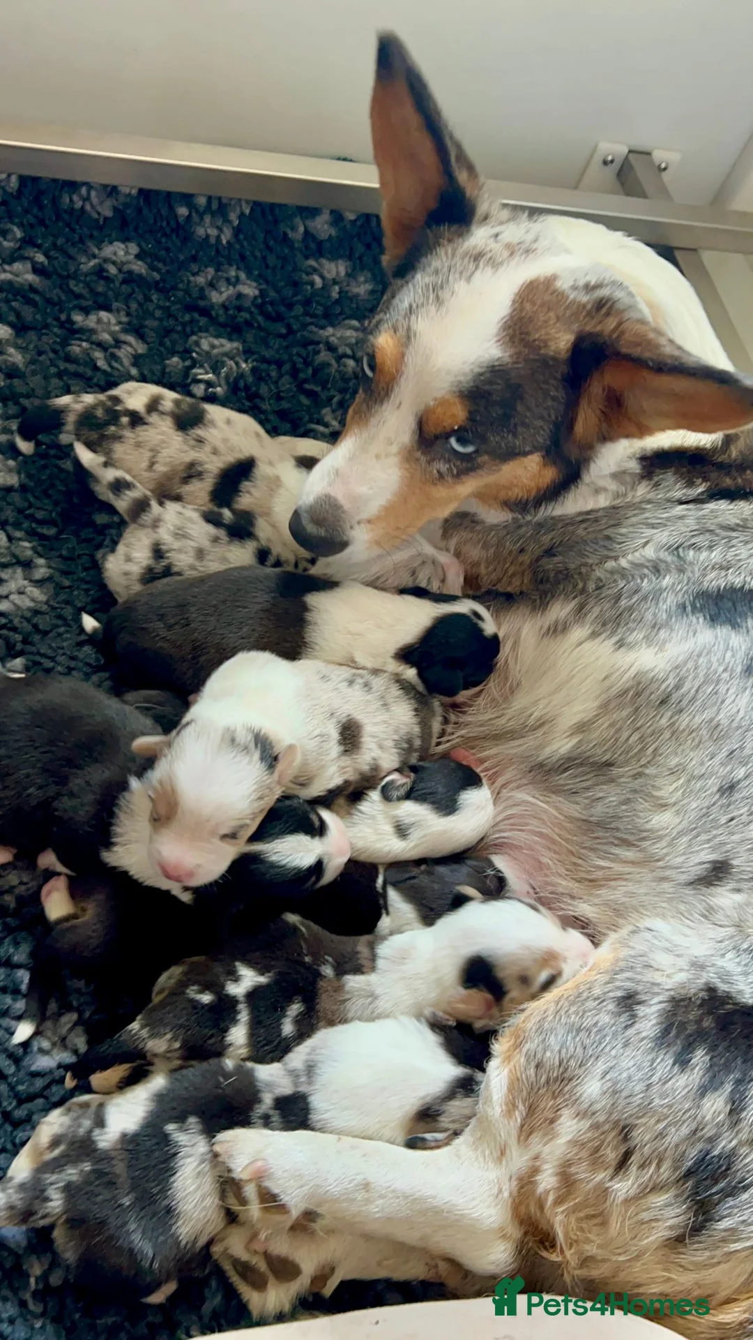 Welsh Corgi Cardigan dogs for sale: Top Quality KC Pedigree Corgi Cardigan Puppies - Advert 7