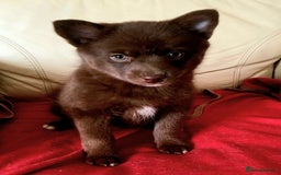 Pomsky dogs for sale: Four gorgeous pomskys - Image 1