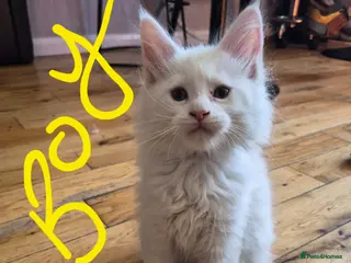 Maine Coon cats White Maine Coon Kittens - Advert 8