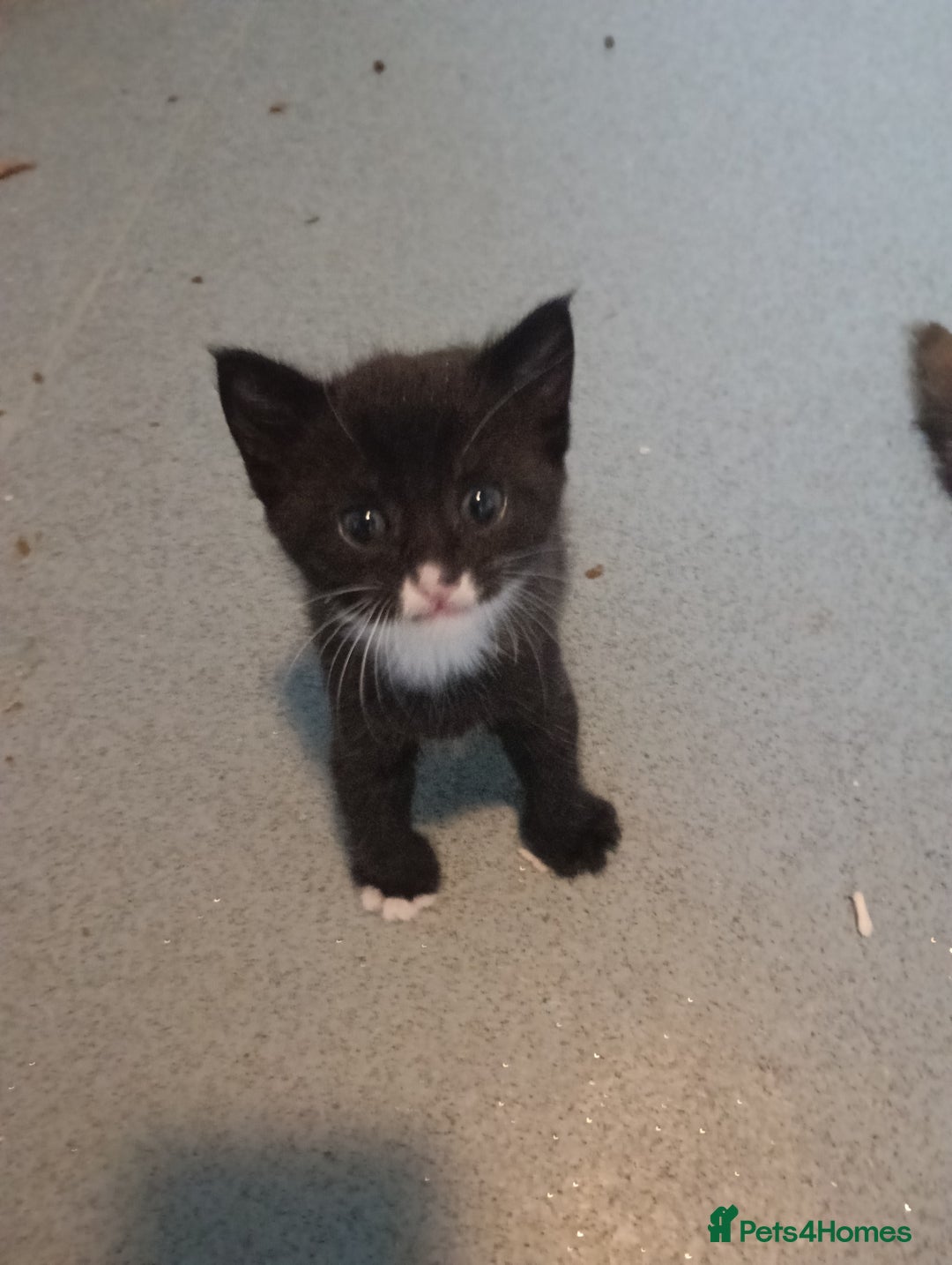 Mixed Breed cats for sale: Kittens for sale - Advert 1