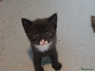 Mixed Breed cats Kittens for sale - Advert 1