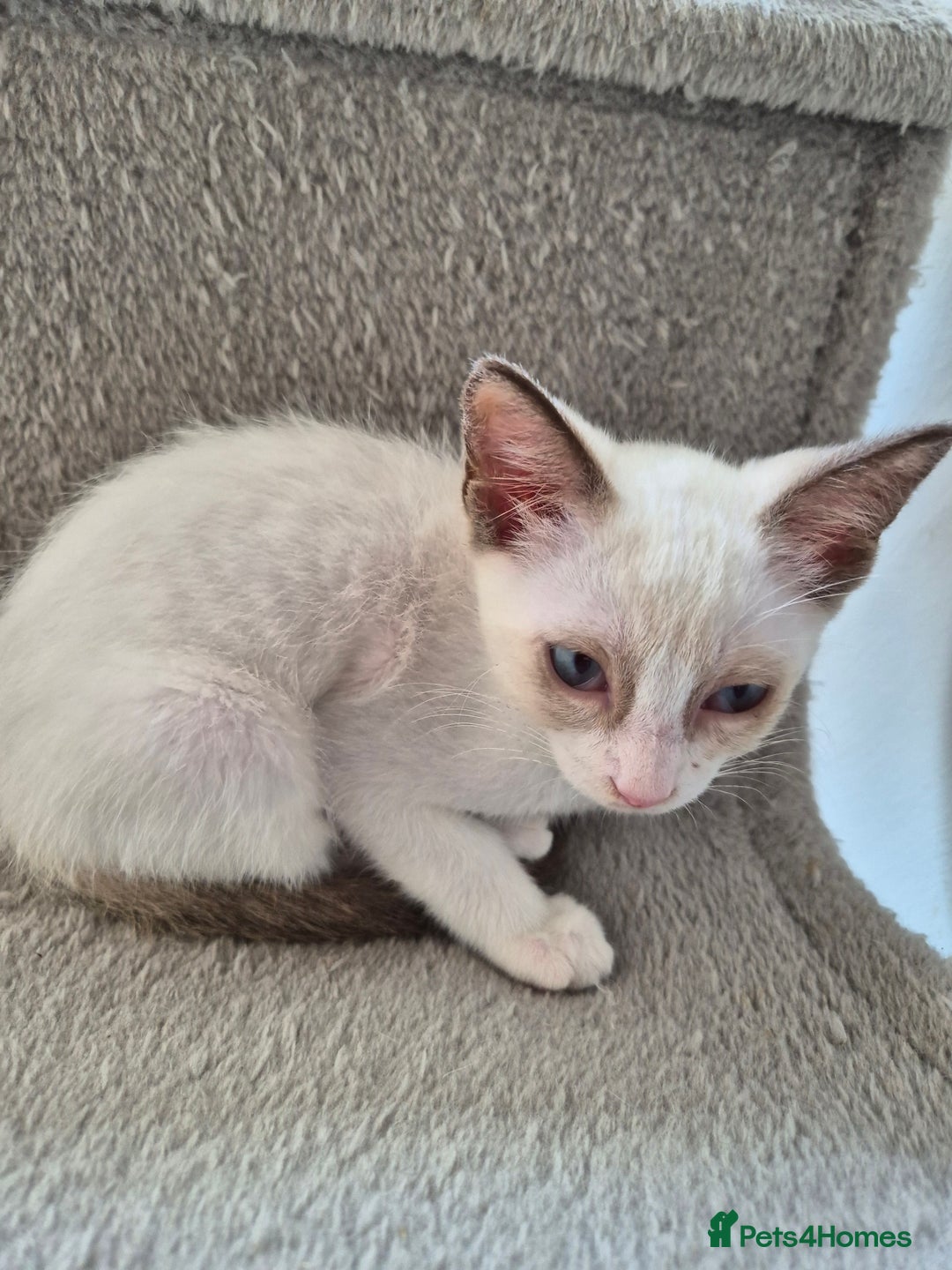 Snowshoe cats for sale:  pedigree Tica reg  snowshoes ready now - Image 19