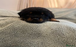 Rottweiler dogs for sale: Rottweiler Puppies  - Image 17
