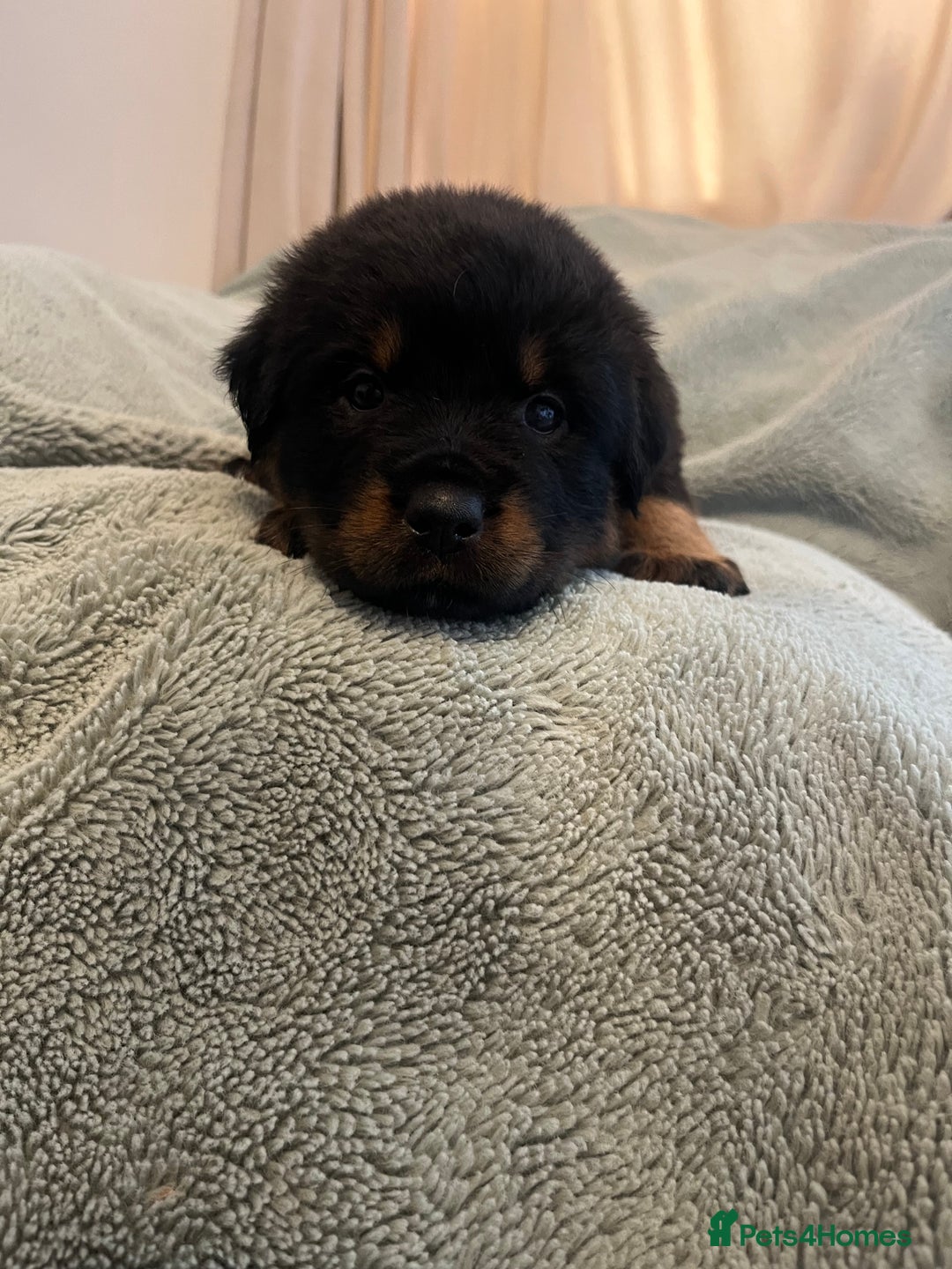 Rottweiler dogs for sale: Rottweiler Puppies  - Image 17