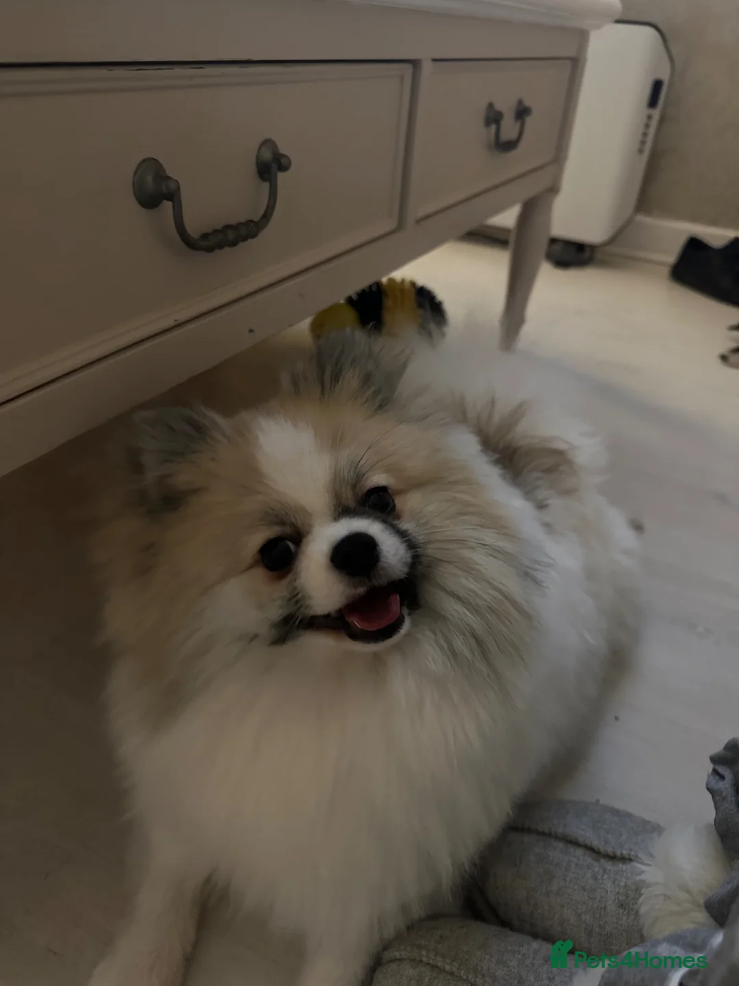 Pomeranian dogs for stud: Pomeranian stud available (NOT FOR SALE) - Advert 1