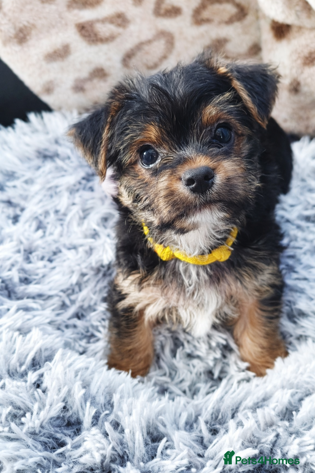 Yorkshire Terrier dogs Exceptional Yorkshire Terrier Boy  - Advert 1