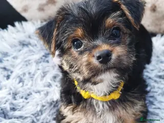 Yorkshire Terrier dogs Exceptional Yorkshire Terrier Boy - Advert 1