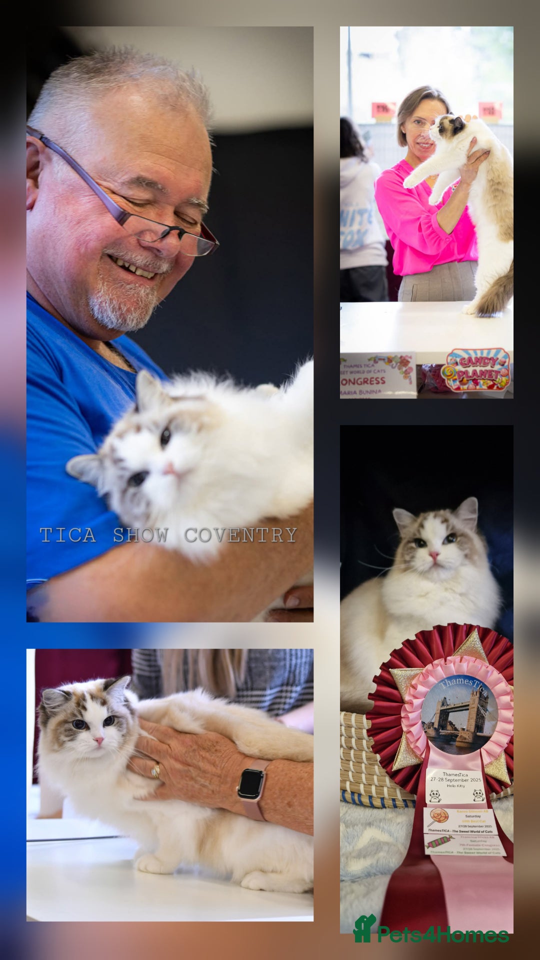 Ragdoll cats for sale: 🩷✨️WAITING LIST ExclusiveKittens💖 TICA🏆cattery - Advert 6