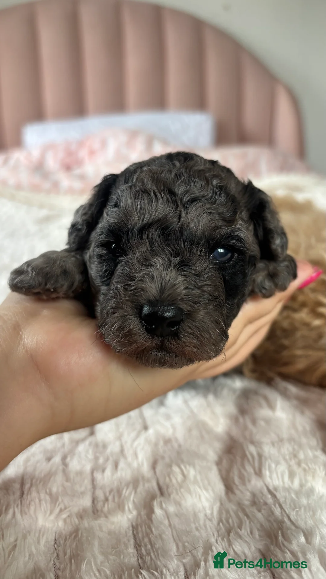 Mixed Breed dogs for sale: Miniature Poodles - Advert 14