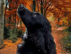 Cocker Spaniel dogs Black Cocker Spaniel male  - Advert 1