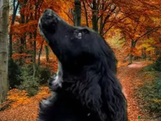 Cocker Spaniel dogs Black Cocker Spaniel male - Advert 1