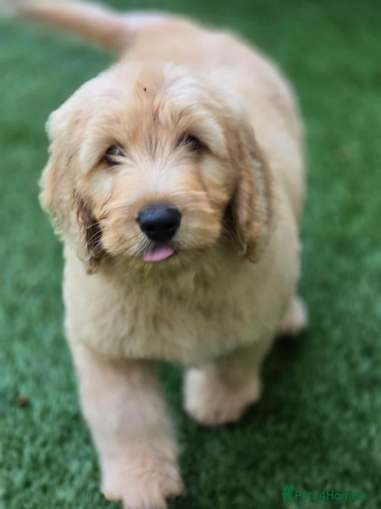 Labradoodle dogs 🐾 Beautiful F3 Standard Labradoodle Boy  - Advert 1