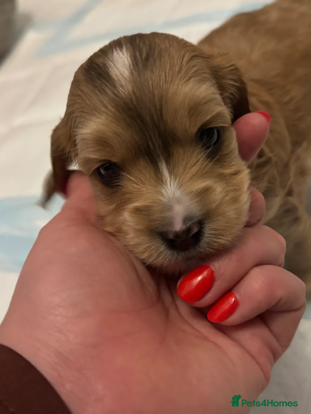 Cockapoo dogs for sale: ✨ Stunning F2 Cockapoo puppies for sale ✨ - Advert 6