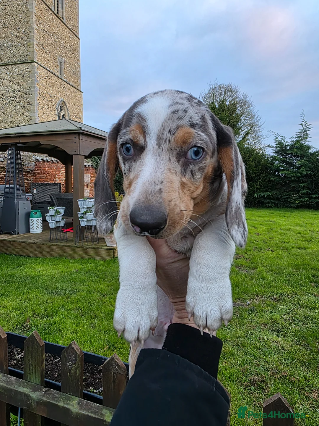 Dachshund dogs for sale: Standard KC Dachshunds  - Advert 1