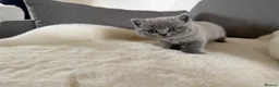 British Shorthair cats for sale: Gorgeous chunky bsh blue kittens  - Advert 21