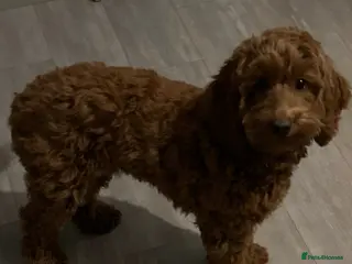 Cockapoo dogs Female Cockapoo - Advert 1