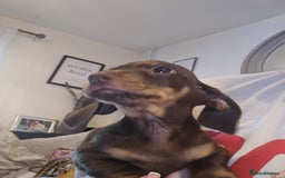 Dachshund dogs for sale: Brown and tan dax - Image 2