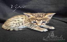 Savannah cats for sale: Exceptional Quality Tica Registr. Savannah Kittens - Image 17