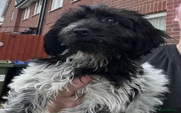 Cockapoo dogs for sale: F1b beautiful girl  - Image 5