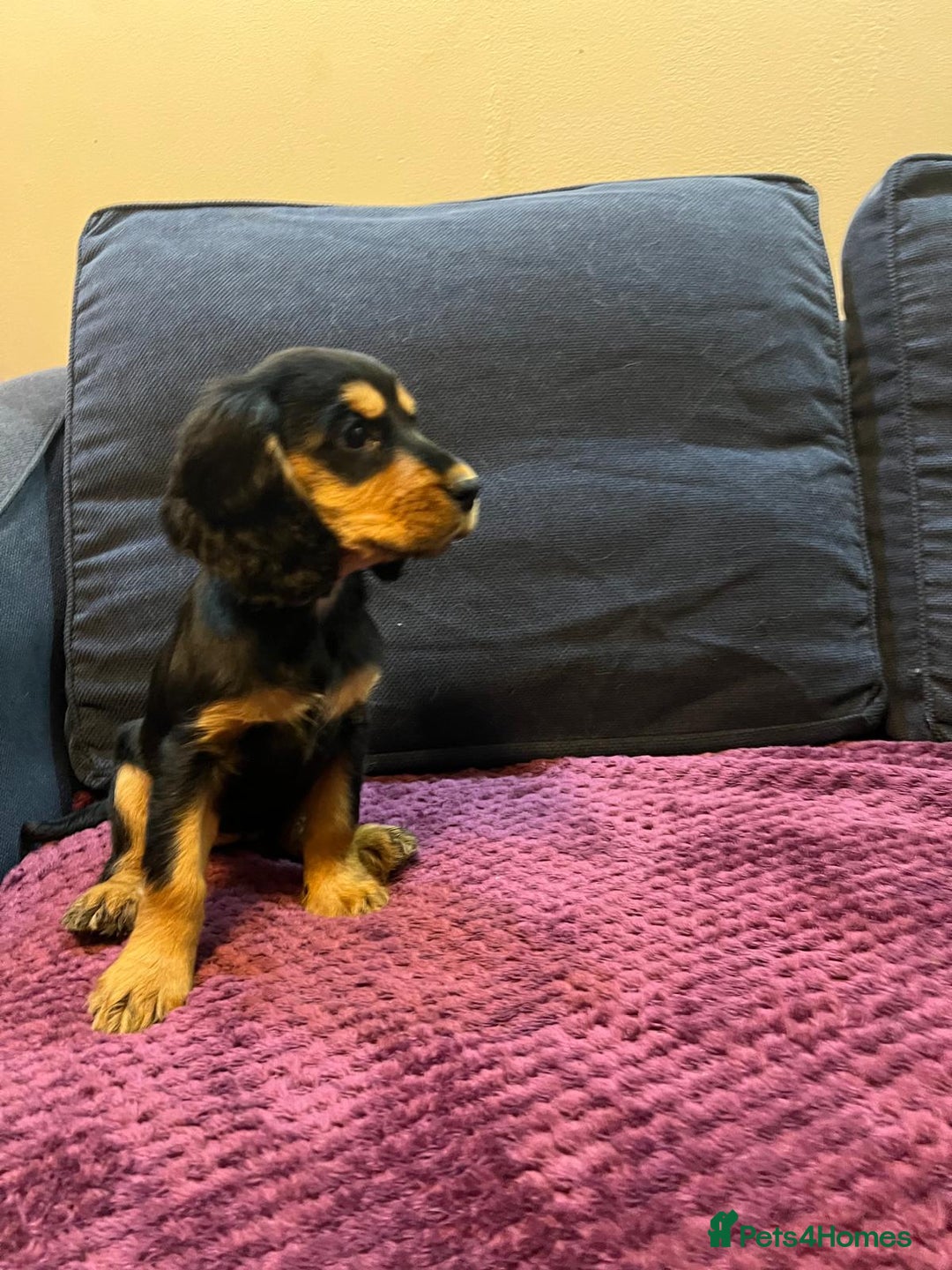 Cocker Spaniel dogs for sale: Cocker Spaniel puppies - Advert 7