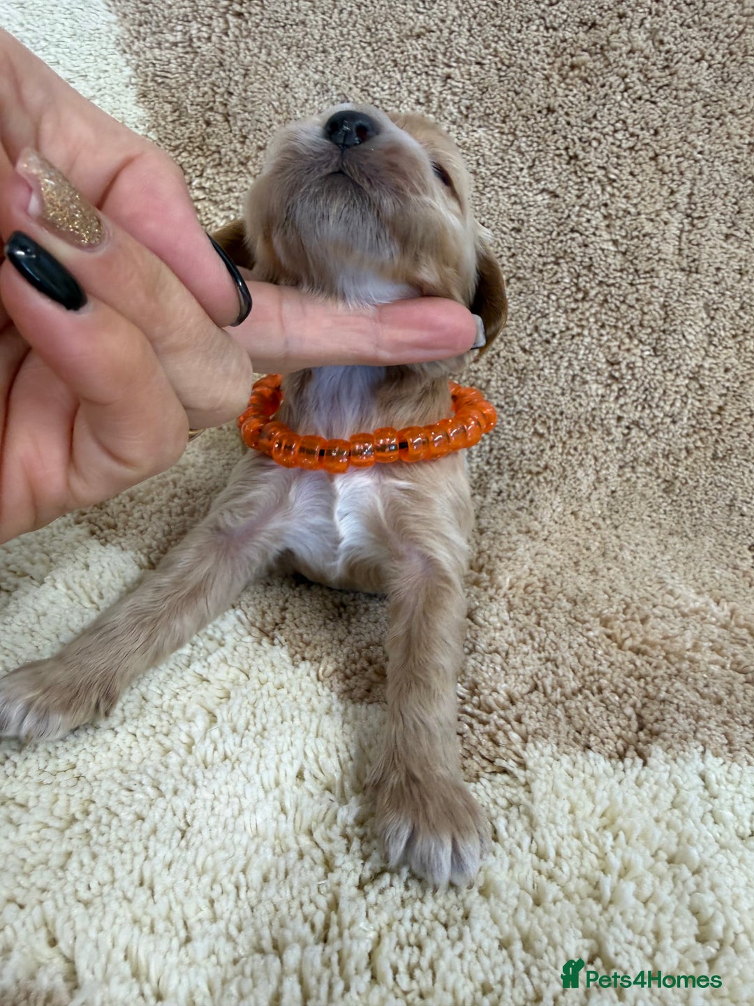 Cockapoo dogs for sale: F1 mini cockapoos health tested parents  - Advert 10