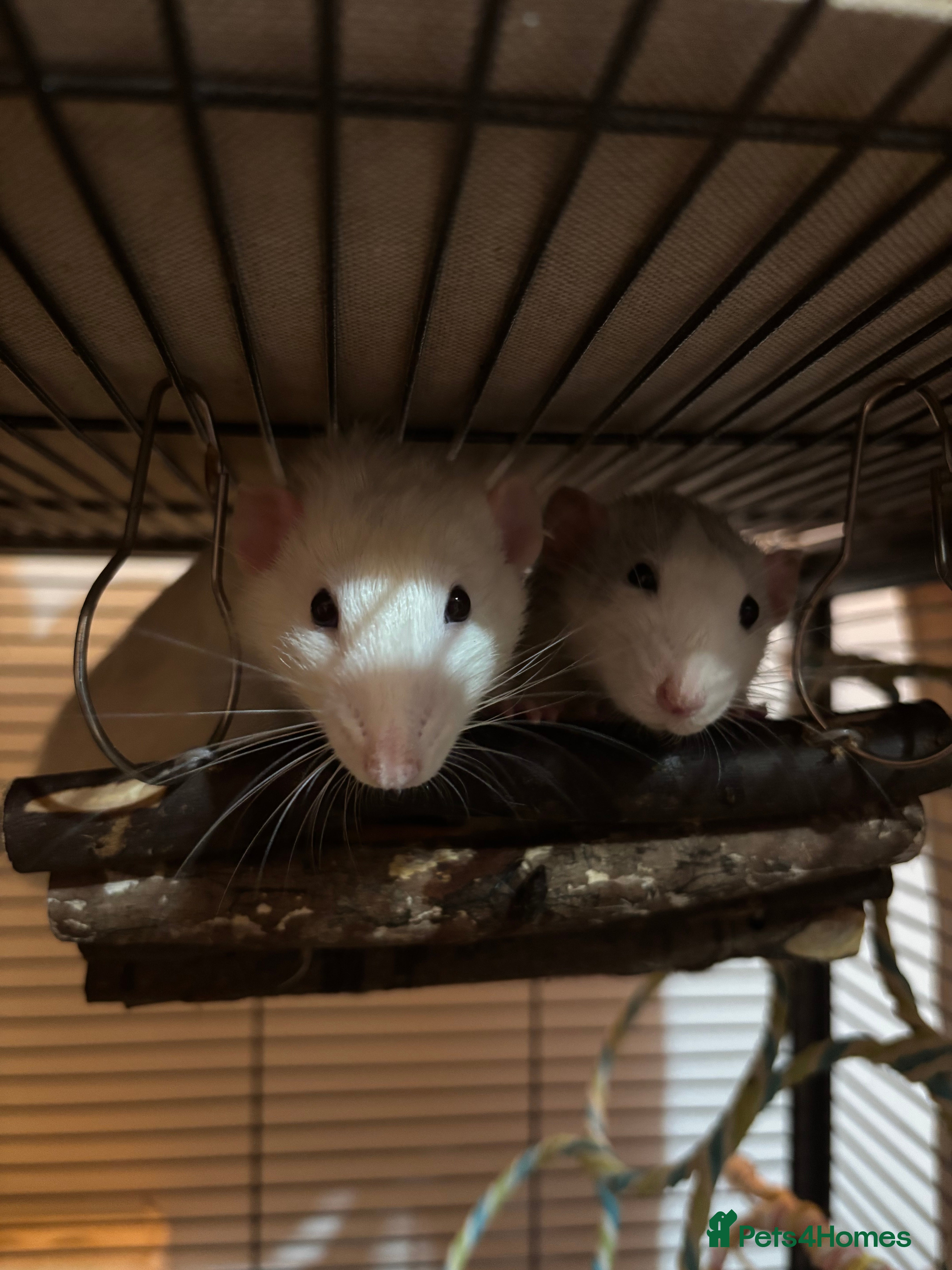 Rat rodents 2 male rats for sale - Advert 1