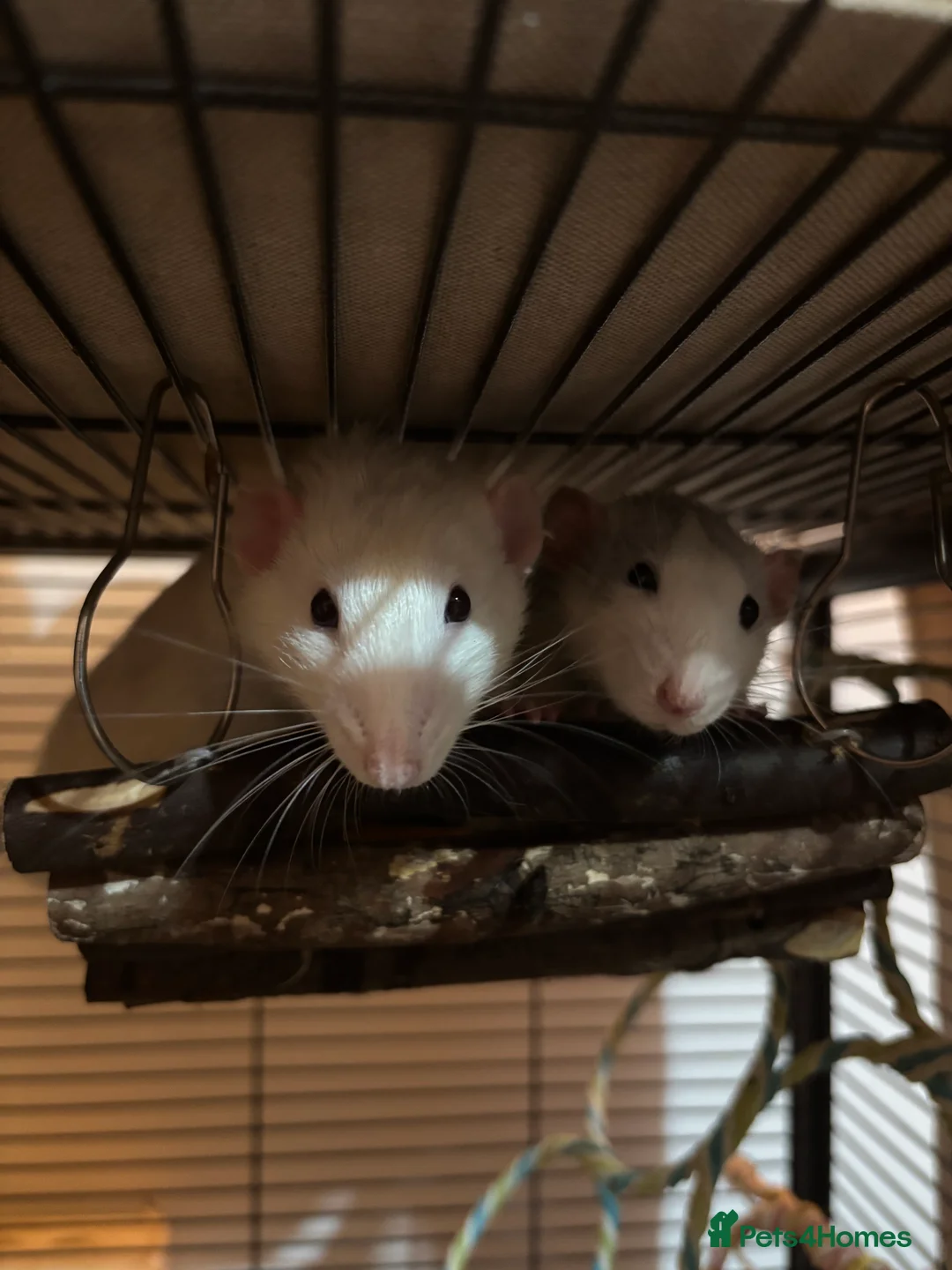 Rat rodents for sale: 2 male rats for sale in Sheffield - Advert 1