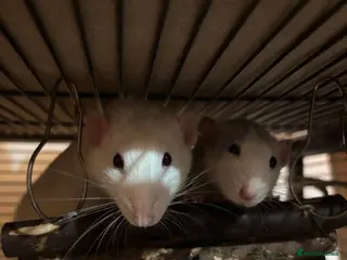 Rat rodents 2 male rats for sale - Advert 2
