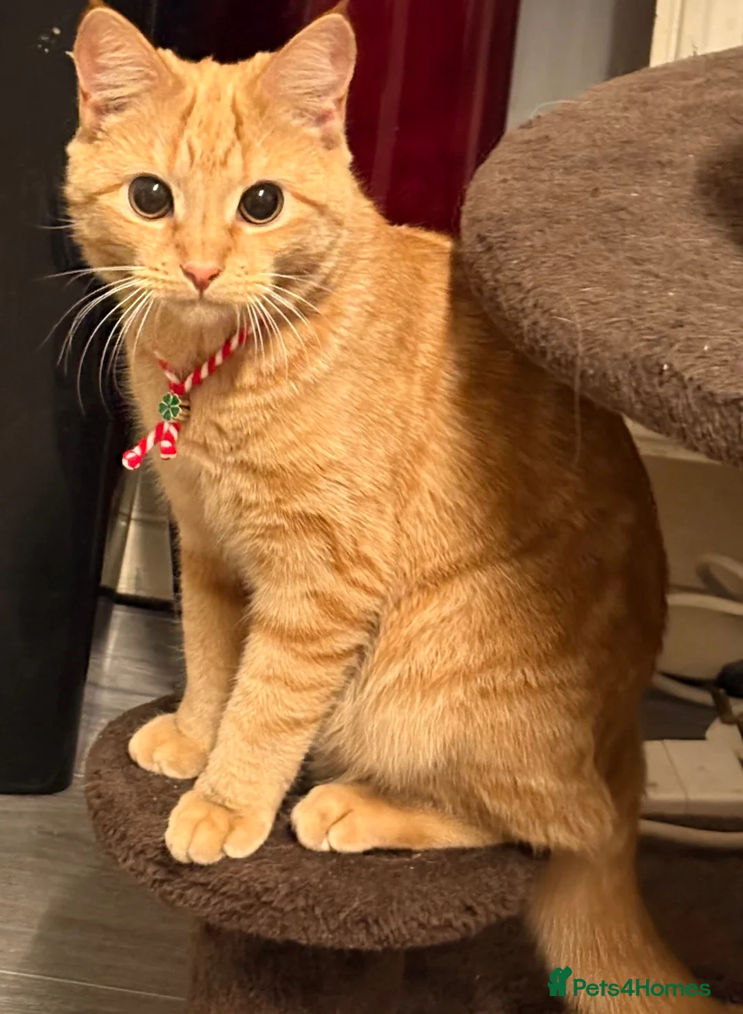 Mixed Breed cats for sale: Kittens  in Barnsley - Advert 1